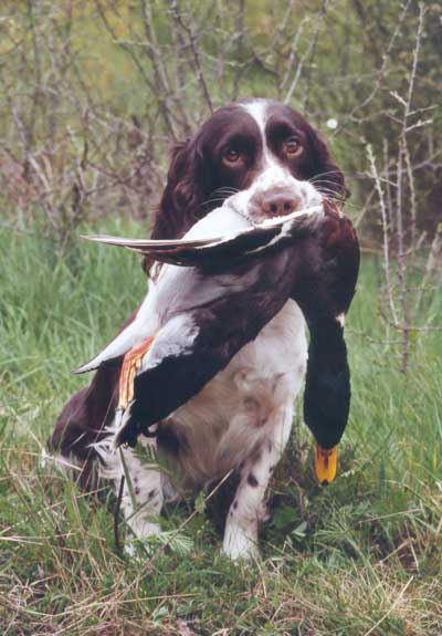 Priane Du puits lachaud